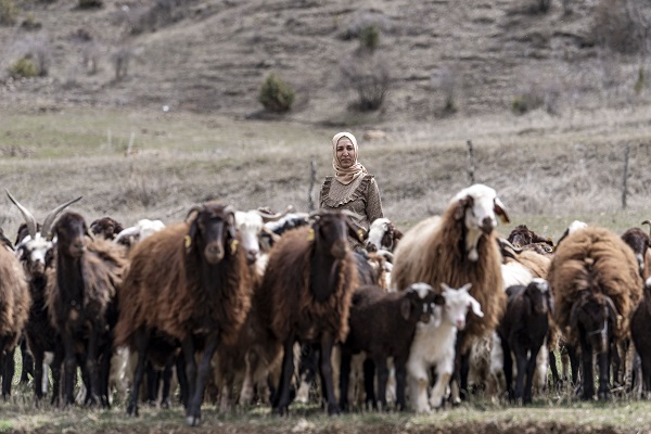 Devlet desteğiyle büyük başarı! 100 tane ile başladı sürü sahibi oldu