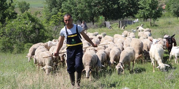 Devlet desteğiyle genç yaşta sürü sahibi oldu