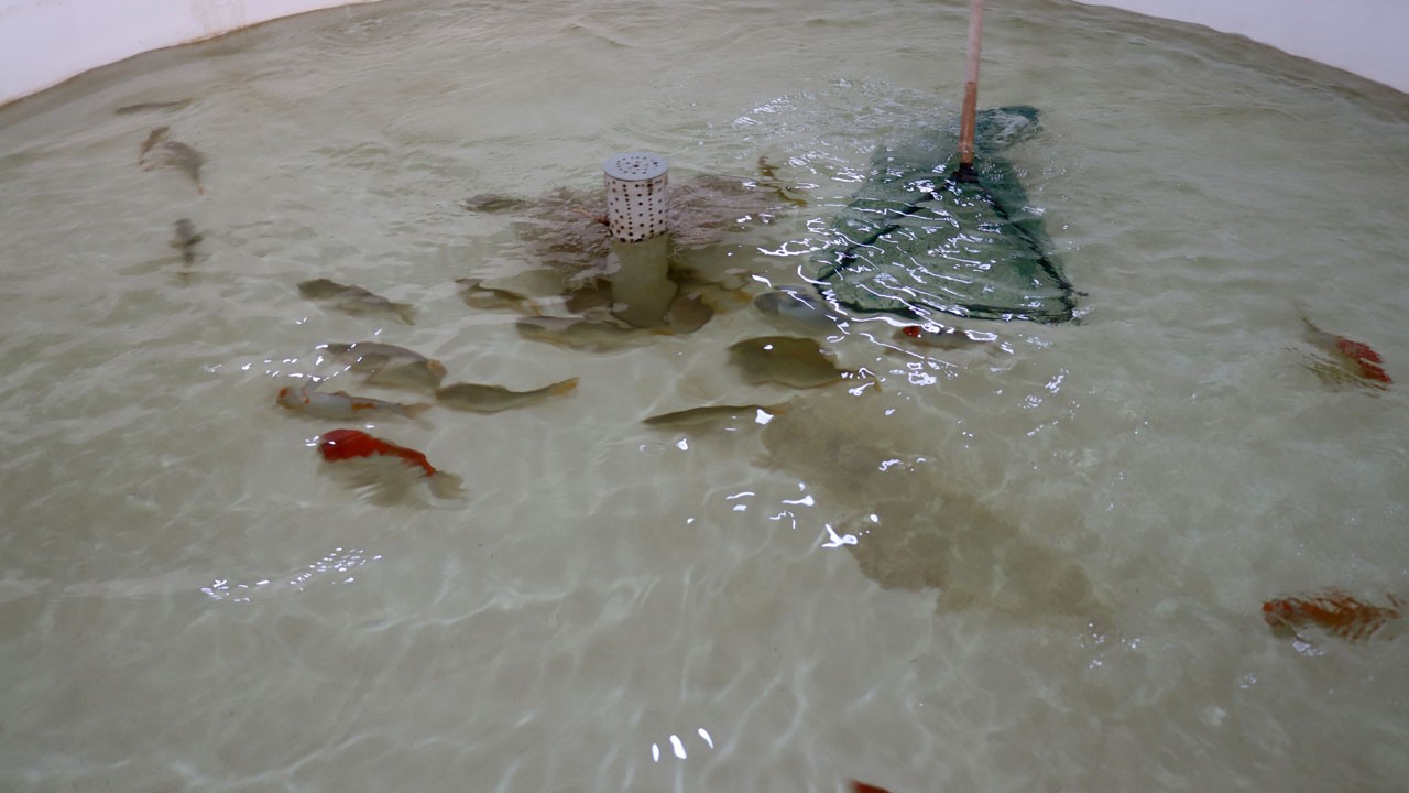 Devlet desteğiyle kurulan tesiste ilk yavru sazanlar suya kavuştu!