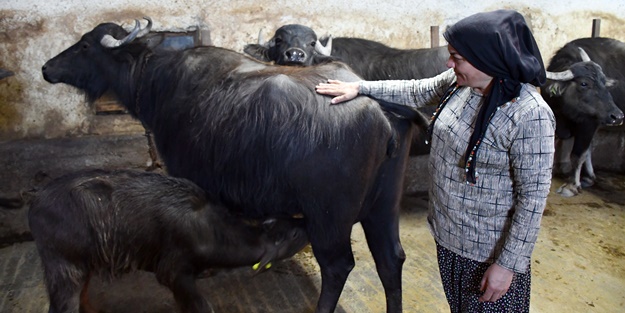 Devlet desteğiyle manda sayısını 50'ye çıkardı