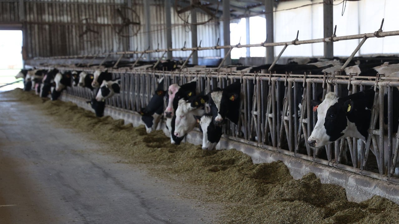 Devlet desteğiyle teknolojiye geçti! Süt üretimi 9 tondan 12 tona çıktı