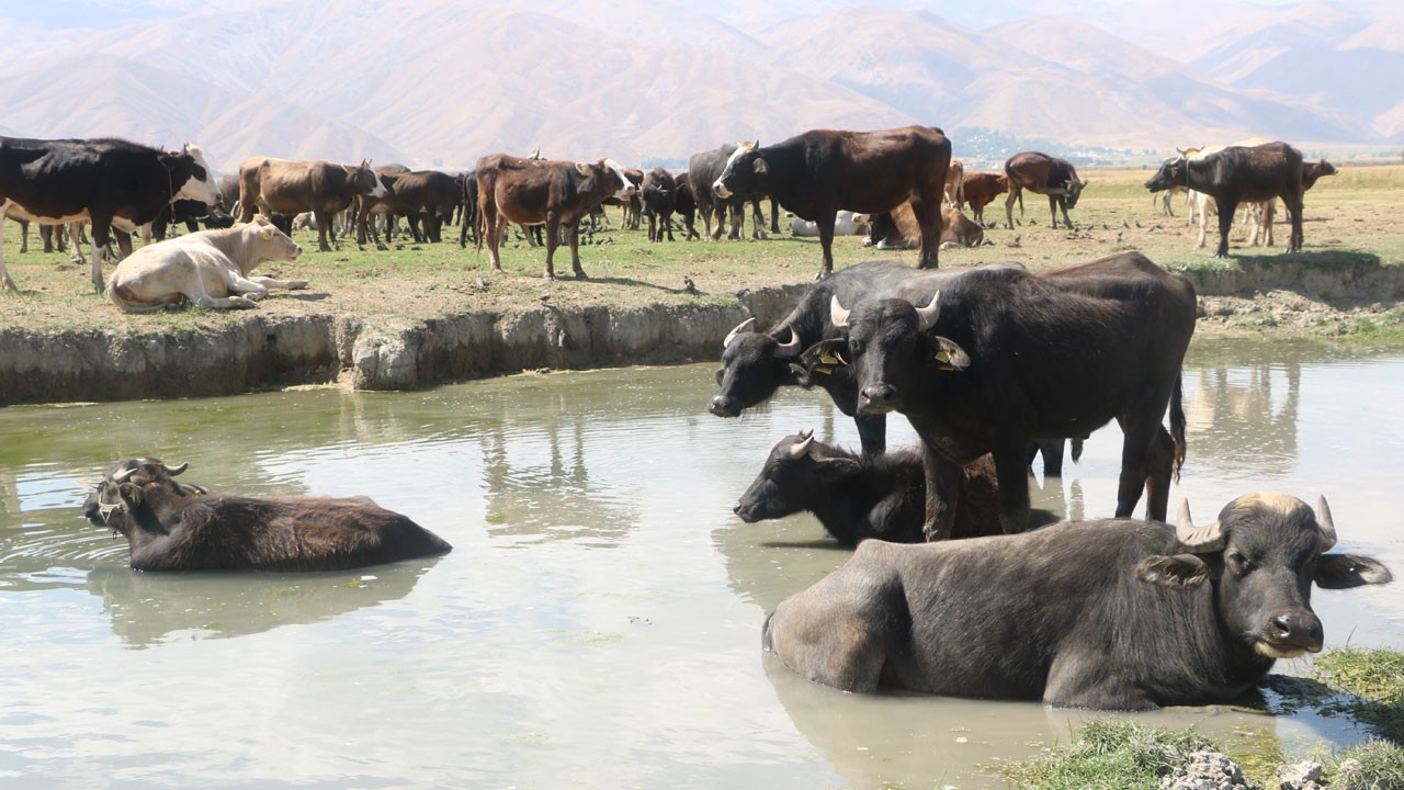 Devlet desteğiyle yeniden doğdu! 700 ailenin umudu oldu