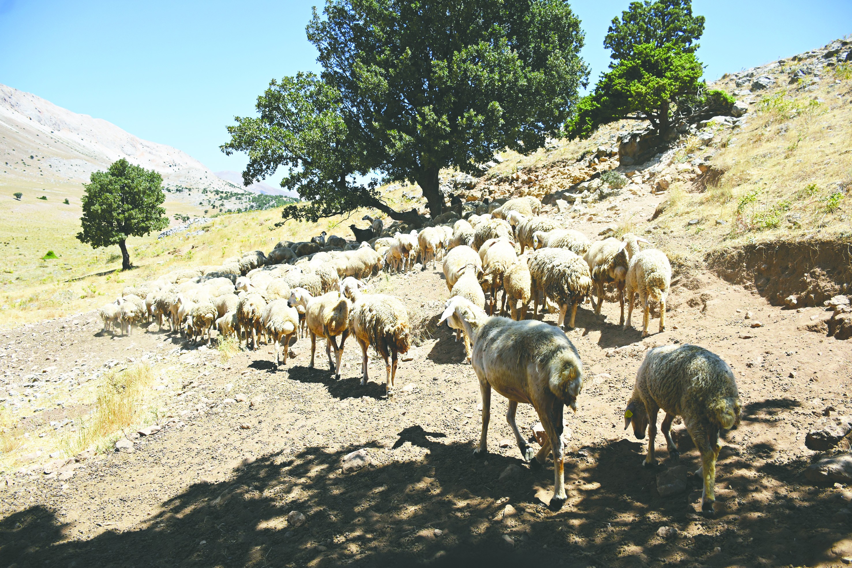Devlet destekleri hayvancılıkta Malatya’yı deprem öncesinden daha yukarı taşıdı