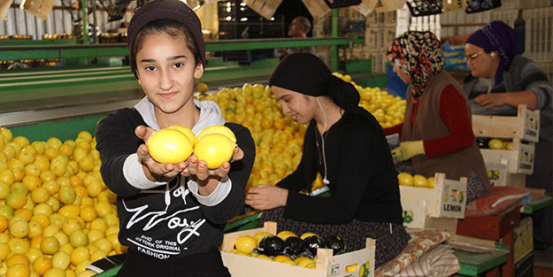 Devlet ton başına 1000 TL veriyor! Üreticiler bayram etti