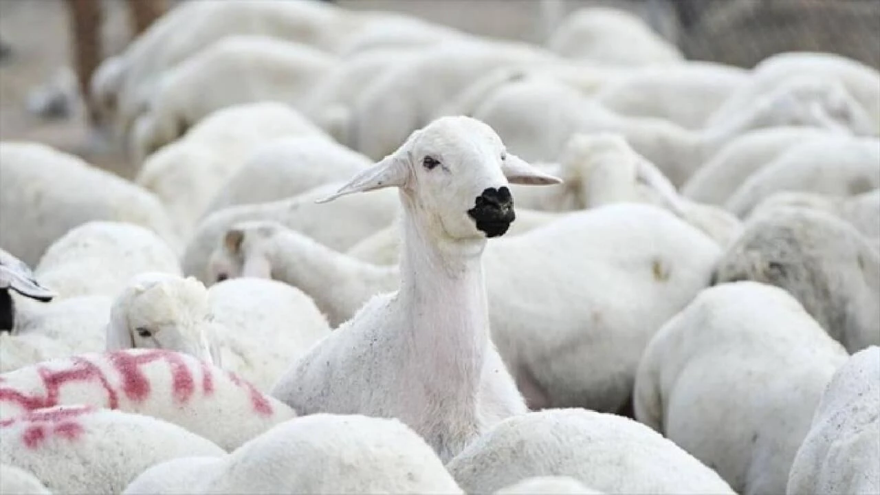 Devlet, yüzlerce reforme küçükbaş hayvan satacak!