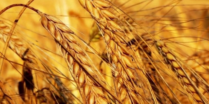 Devletin destekleyeceği tarım ürünleri