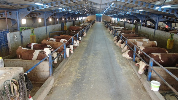 Devletten destek aldı! Babasından kalan ahıra 5.8 milyon lira yatırım yaptı