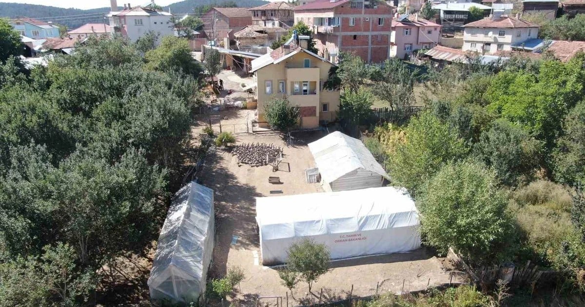 Devrekani'de 130 kazla kurduğu çiftlik 600 damızlığa ulaştı, yurt dışından da talep var
