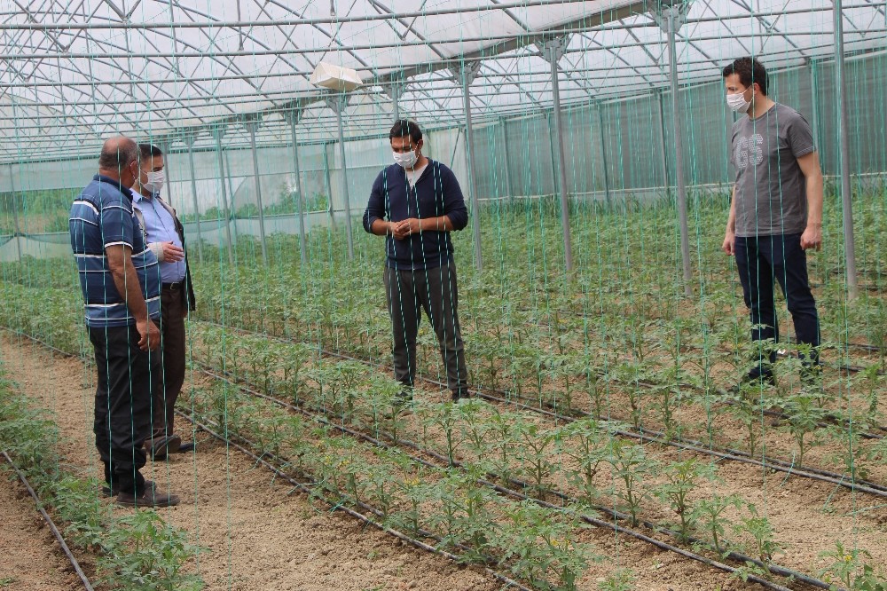 Devrekli çiftçileri korona virüs bile durduramıyor 