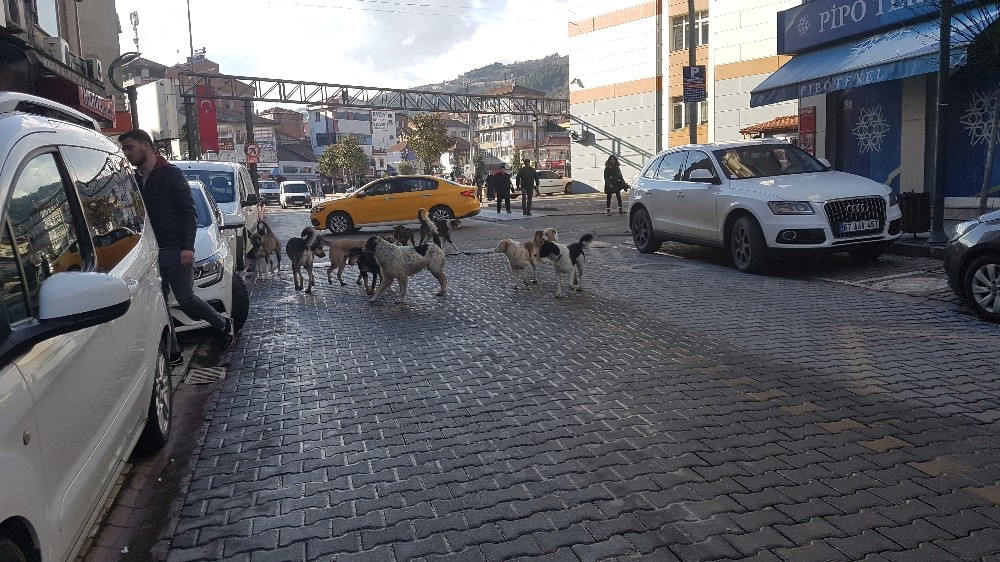 Devrek’te köpek çetesi kol geziyor 