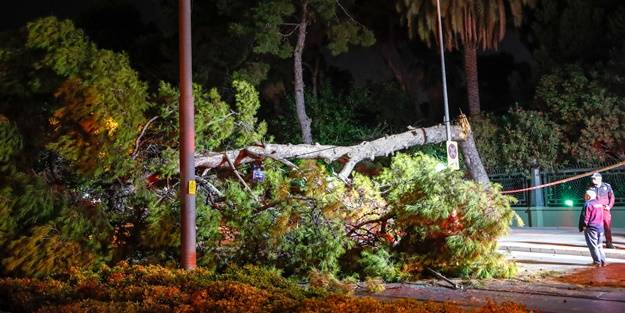 Devrilen ağaç trafiği aksattı