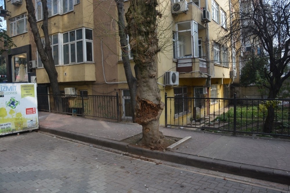 Devrilme riski taşıyan ağaç kesildi 