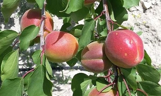 Mersin’de erkenci sofralık kayısı hasadı başladı