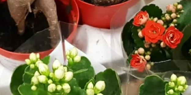 Dibine biraz ekleyin: ağaçları, çiçekleri! Kökünden solmasını önlemenin yöntemleri!