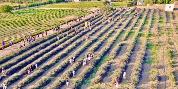 Didim Belediyesi'nin lavanta bahçesi vatandaşların akınına uğruyor