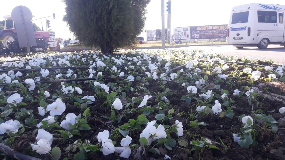 Didim Park ve Bahçeler Müdürlüğü çalışmalarını sürdürüyor 