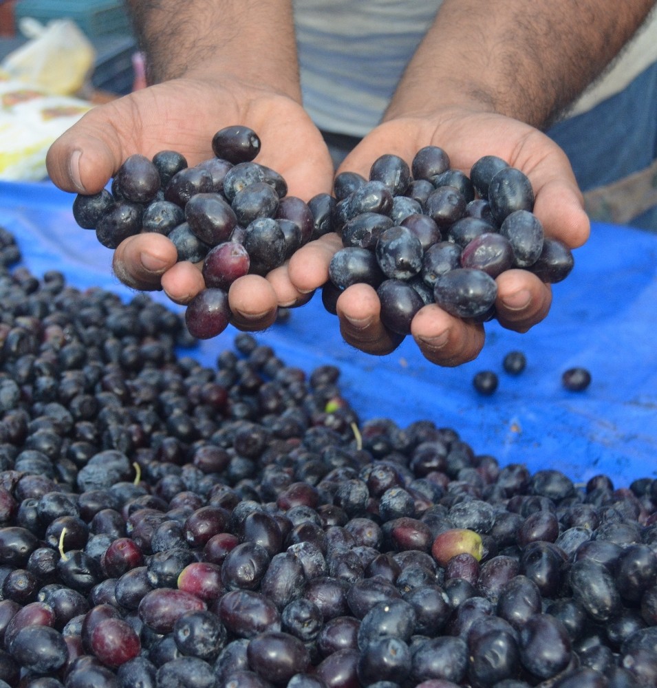 Didim zeytin ve zeytinyağında markalaşmaya gidiyor 
