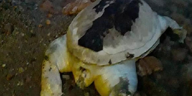 Didim'de ölü caretta caretta sahile vurdu