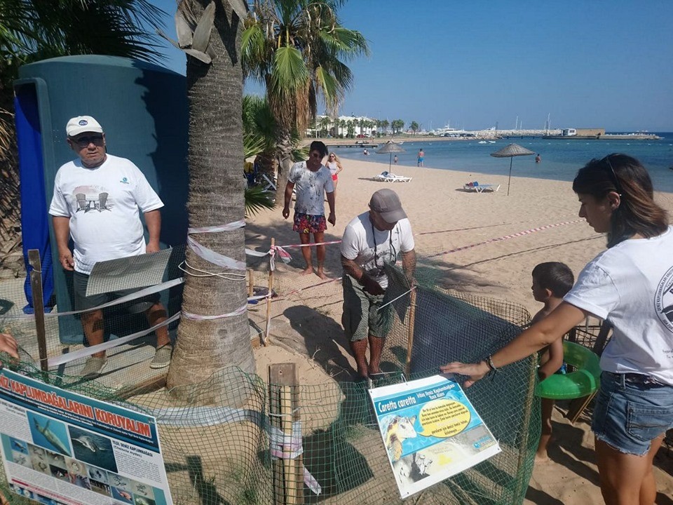 Didim’de yuvaya bırakılan 83 yumurtadan 77’si denize ulaştı 