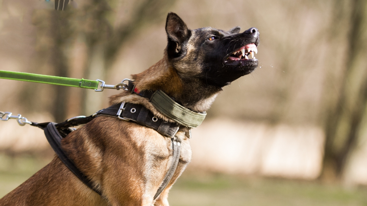 Diğer 80 ilin yöneticileri örnek alsın! Bir vatandaşı ısıran köpeğin sahibine feci ceza!