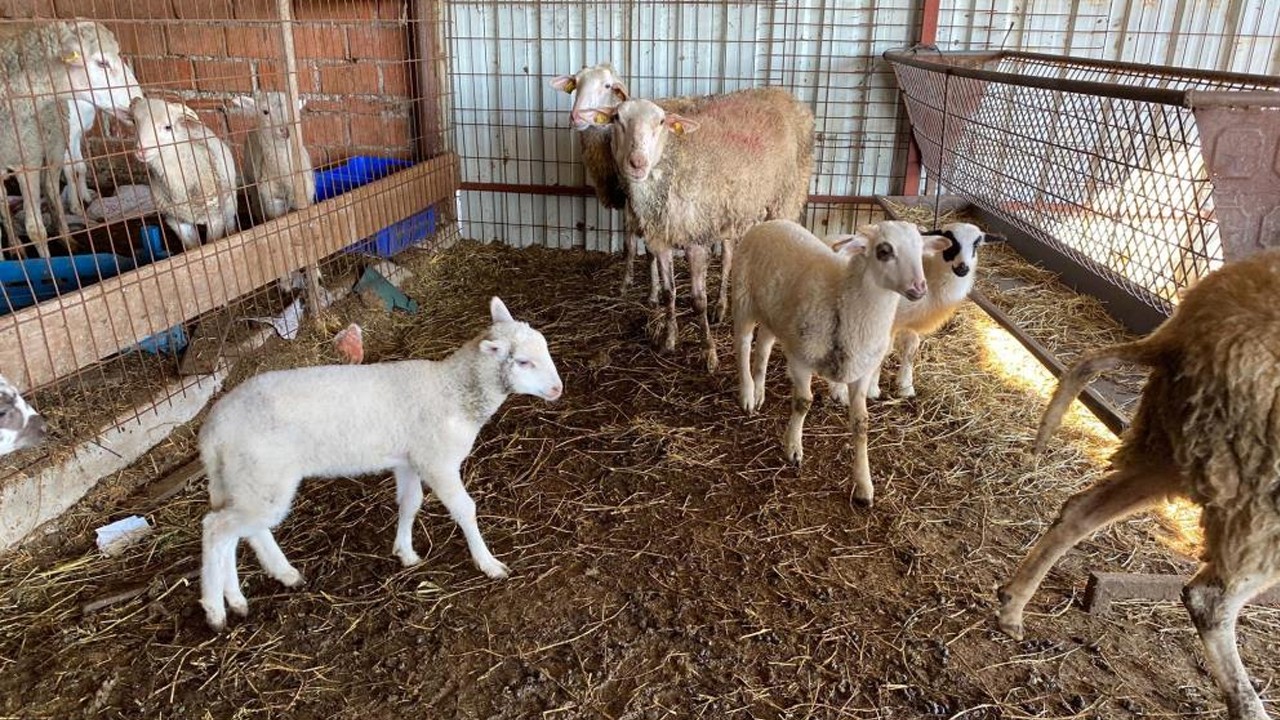 Diğerlerinden çok farklı! Çanakkale'de dünyaya gelen bu kuzu görenleri şaşırttı