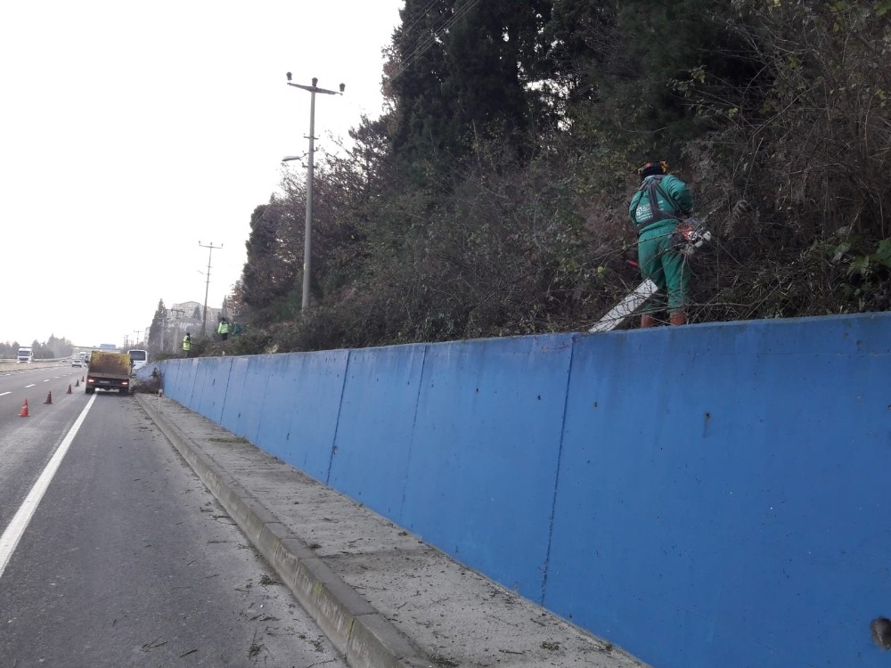 Dikenle kaplıydı, yeşil alana büründü 
