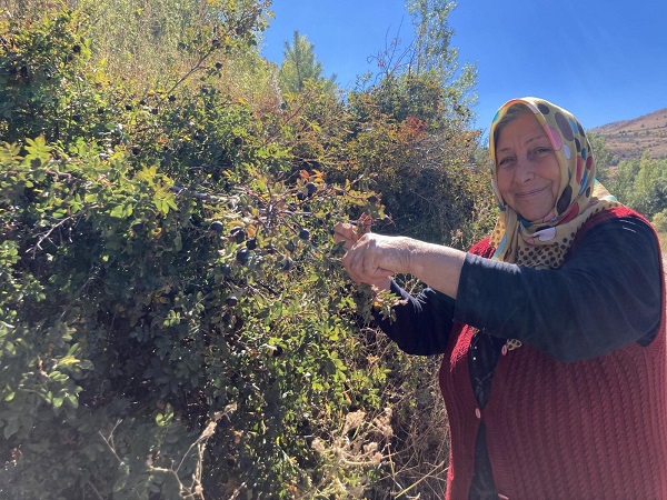 Dikenli dallara aldırış etmeden topluyor! Bu meyve şeker hastalarına iyi geliyor