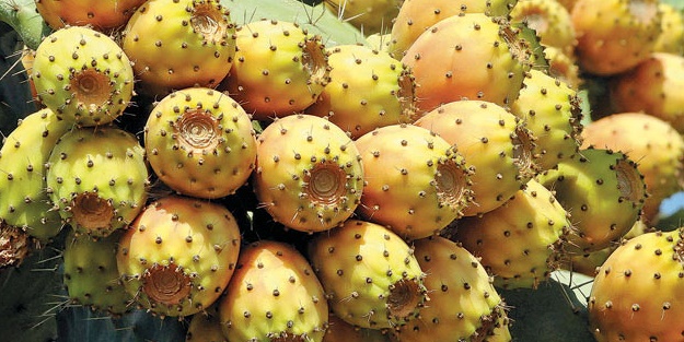 Dikenli incirin faydaları nelerdir?