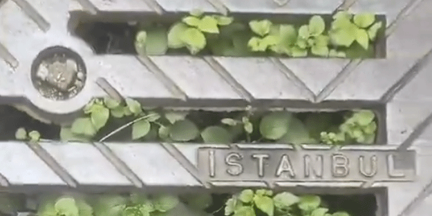 Dikey bahçeler gitti lağım bahçeleri geldi! Kanalizasyondan ot fışkırıyor