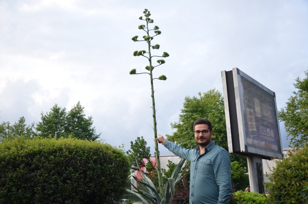 Dikildikten 14 yıl sonra çiçek açtı 