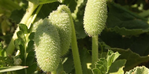 Dikkat! Bu bitkinin 2 gramı bile sizi öldürebilir!