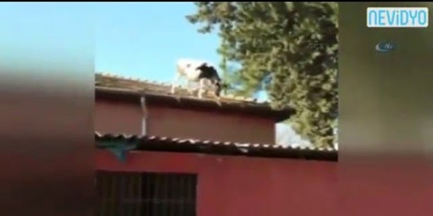 Dikkat! Çatıda inek var