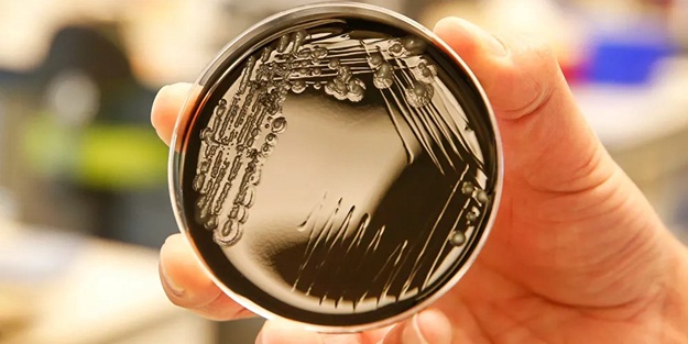 Dikkat çeken araştırma! 'Bakteriler gezegen değiştirebiliyor'