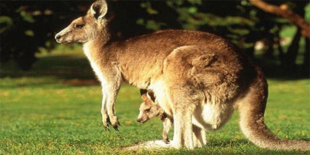 Dikkat çeken araştırma: Kangurular insanlarla iletişim kurabiliyor