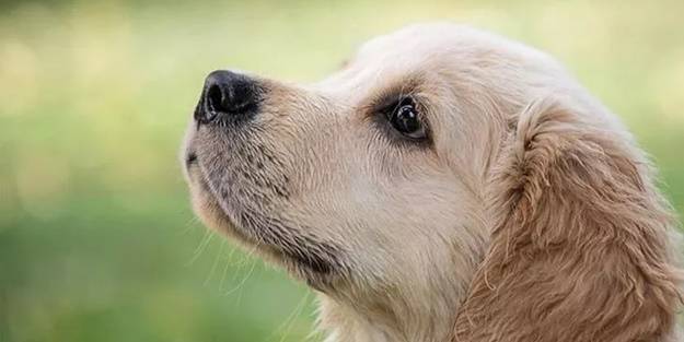 Dikkat çeken araştırma: Köpekler, insanların yalan söylediğini anlayabiliyor