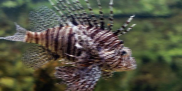 Dikkat! Kızıldeniz yoluyla Akdeniz sahillerine ulaştı...