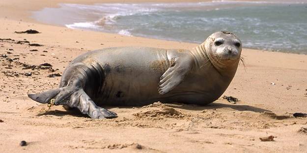 Dikkat! Uyardılar: Görürseniz rahatsız etmeyin