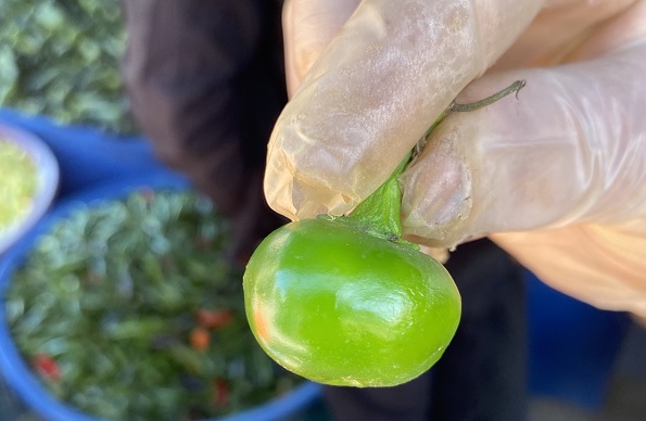 Dikkatli bakın! Herkes domates sanıyor a