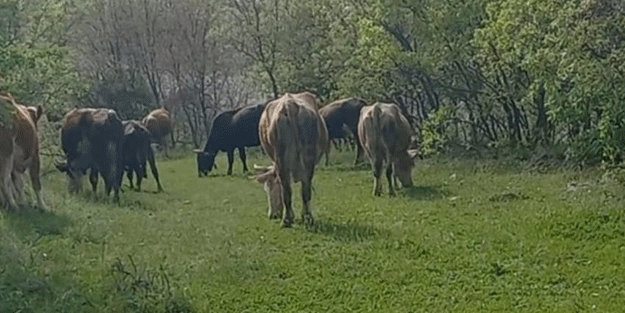 Dikkatsiz çoban canından oluyordu