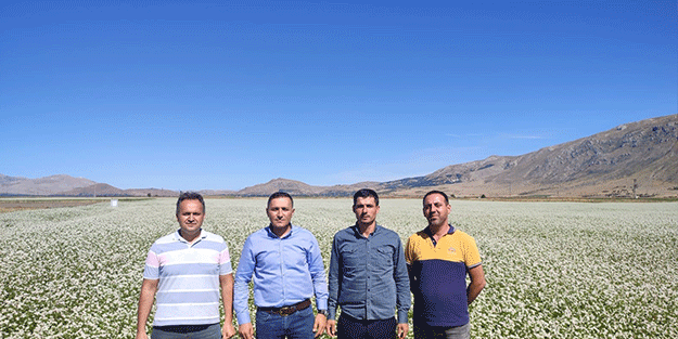 Dinar çiftçisi kara buğdayı çok sevdi