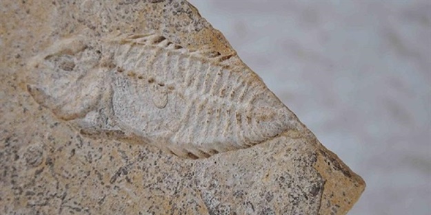 Dinozorlar döneminde yaşayan balık fosili bulundu