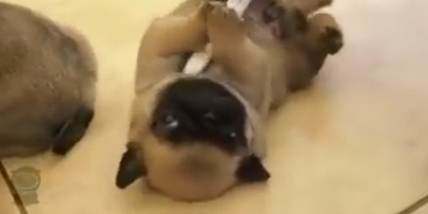 Diş fırçasıyla köpek gıdıklama - VIDEO