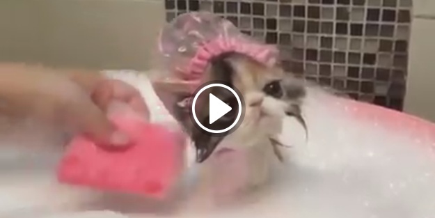 Diş fırçasıyla yıkanan kedinin sevimli halleri