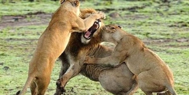 Dişi aslanlar acımadı!