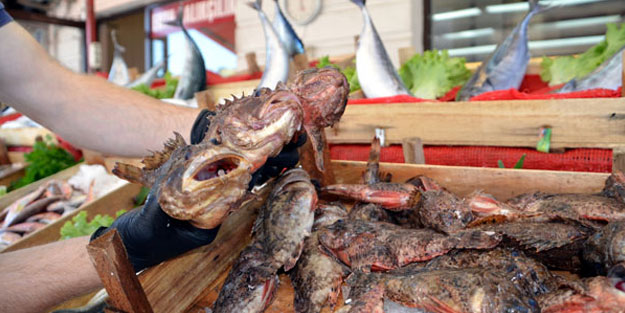 'Dışı zehirli içi lezzetli balık' iskorpit, tezgahlardaki yerini aldı