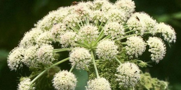 Diyabete karşı doğal ilaç! Suh bitkisinin inanılmaz faydaları...