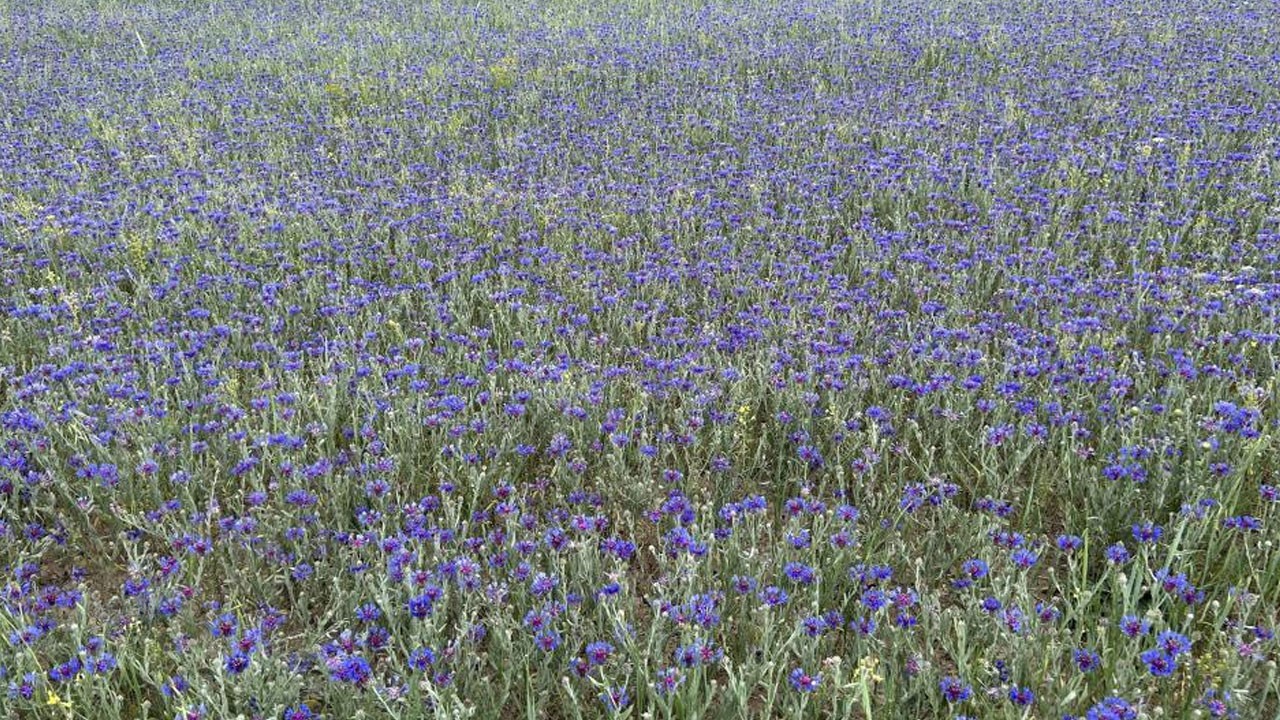 Diyadin zirveleri mor ve maviyle kaplandı