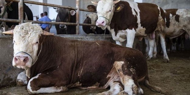 Diyanet vekaletle kurbanlık fiyatı 2022 ne kadar? 2022 vekalet yoluyla kurban fiyatları..