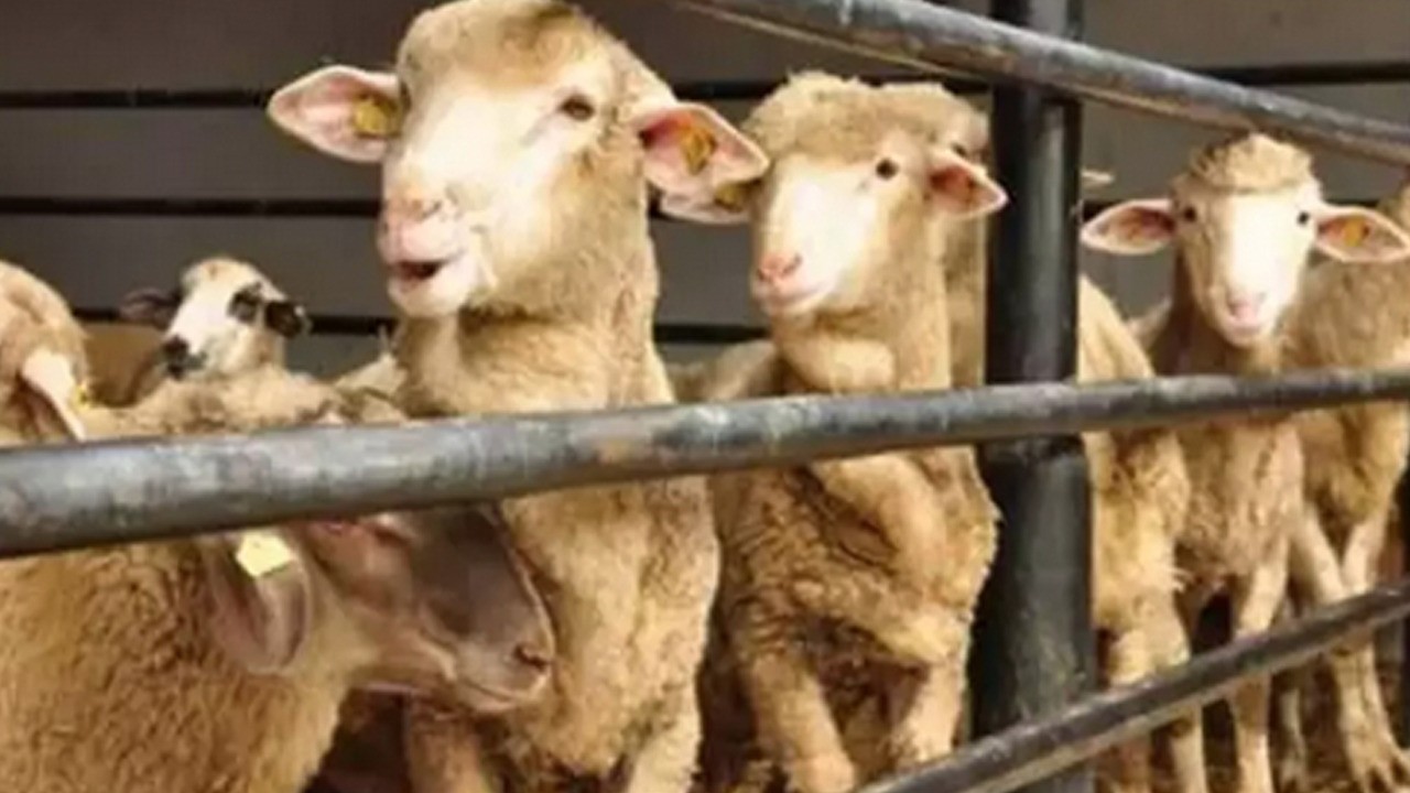 Diyanet'te kurban vekaleti rekoru: Bu yıl Müslümanlara 3 milyonun üzerinde yardım