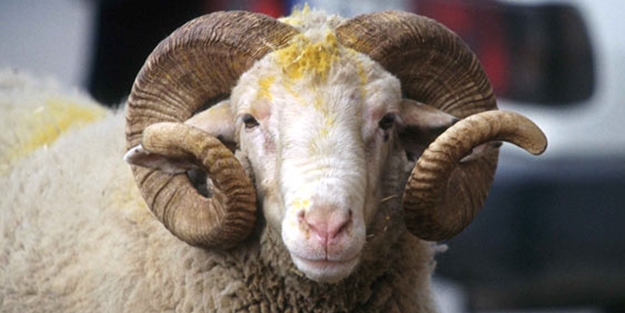 Diyanet'ten önemli açıklama: Banka kredisiyle kurban kesilmez